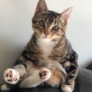 Furry 🐈‍⬛🥰